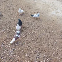 دهلران|پرنده|دهلران, |دیوار