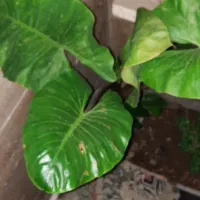 گل بابا ادم و نخل لاتانیا