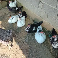 بوقلمون واردک اسراییلی|حیوانات مزرعه|رودسر, |دیوار