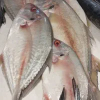 ماهی فروشی صیاد|خوردنی و آشامیدنی|فولادشهر, فولادشهر|دیوار