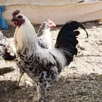 حیوانات مزرعه