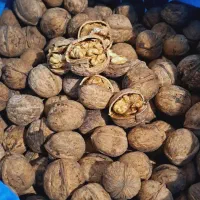 مغز گردو زرقان