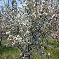 ۳جریب باغ گلابی درجهان آباد املاک سیدذاکر