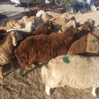 با انواع نژاد زنده ازادی فرهنگیان|حیوانات مزرعه|تهران, استاد معین|دیوار