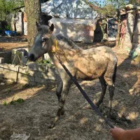 اسب کره نریان