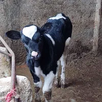 گاو|حیوانات مزرعه|نیشابور, فضل|دیوار
