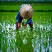 برنج پاکستانی دانه بلند غزال صورتی( 10gk)|خوردنی و آشامیدنی|مشهد, رسالت|دیوار