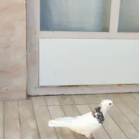 کفتر طوقی هفت رنگ نر پاک|پرنده|نجف‌آباد, یزدانشهر|دیوار