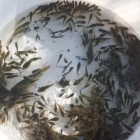 ماهی گرم کپور|ماهی|سنگر, |دیوار