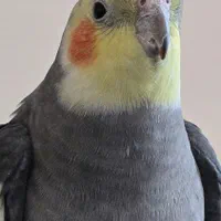 گمشده|حیوانات|ری, دیلمان|دیوار