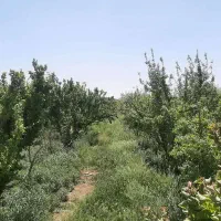 باغ فروشی در ملارد