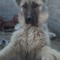 سگ سرابی