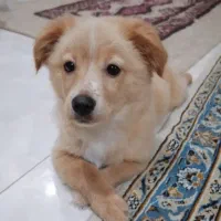 پامر اشپیتز پنج ماهه