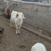 سلام بز چاق برای کشتار