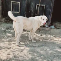 سگ عراقی /پژدر . ماده