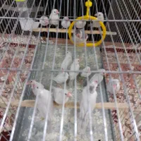 فنچ نرگسی سیلور