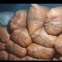 کاه سفید گندم ، شبدر