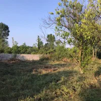 فروش ۹۰۰ متر زمین بافت باغات زیر قیمت|فروش زمین و ملک کلنگی|تنکابن, |دیوار