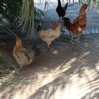 خروس مرغ محلی|حیوانات مزرعه|گتوند, |دیوار