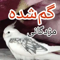 عروس هلندی گمشده سفید دستی محدوده برازنده الهیه