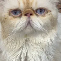 گربه نیاز به جفتگیری|گربه|قدس, شهر‌قدس|دیوار