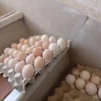 تخم مرغ نطفه دار