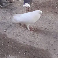 ۳۰تا کفتر گرفتنی