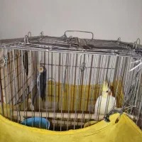 دو عدد عروس هلندی با تمام وسایل