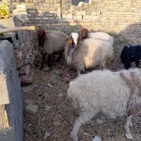 میش جوان|حیوانات مزرعه|سرایان, |دیوار