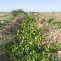 فروش قسطی یا مبادله ای باغ انگور|فروش دفتر صنعتی، کشاورزی، تجاری|قزوین, |دیوار