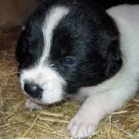 واگذاری توله‌های  گلدن،شکاری|سگ|رودسر, |دیوار