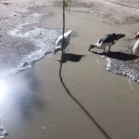 غوغاز اردک مرغ لاری