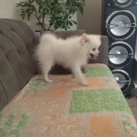 سگ خونگی