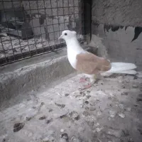 کبوتر پرشی ونقش
