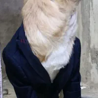 سگ اشپیتس پامریان|سگ|محمدیه-قزوین, |دیوار