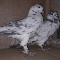 کبوتر ساعت بالا|پرنده|سیرجان, |دیوار