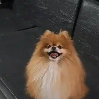 سگ پامر خرسی بالغ تربیت شده.