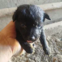 پاکوتاه گوش تیز