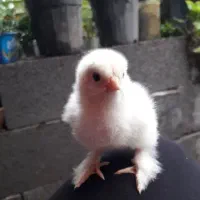 جوجه مرند قرسی و برهما