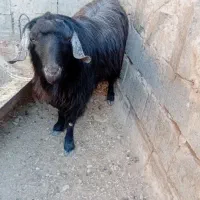 گوسفند فروشی نر|حیوانات مزرعه|درمیان, |دیوار