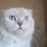 گربه اسکاتیش|گربه|فردیس, داوری|دیوار