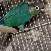 معاوضه تراکوئیس نرمال نر با ماده