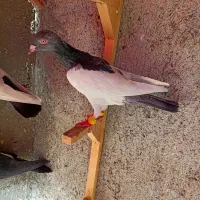 کبوترعطیقه|پرنده|مشهد, هفده شهریور|دیوار