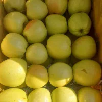 سیب درختی عالی درجه یک سیب سوپر