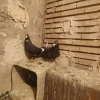 دوجفت پلنگ و یک ماده پلنگ فروشی