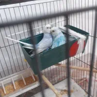 عروس لوتینو