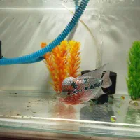 ماهی فلاور رد دراگون