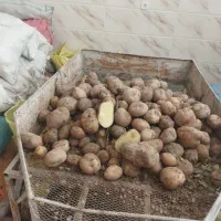 سیب زمینی|خوردنی و آشامیدنی|سردرود, |دیوار