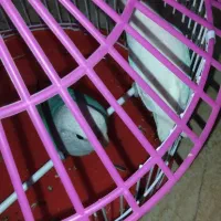 یک جفت طوطی کوتوله آماده تخم