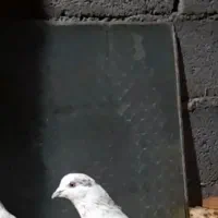 کبوتررفتنی|حیوانات|ارومیه, |دیوار